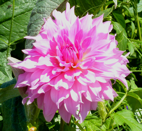 P1060673